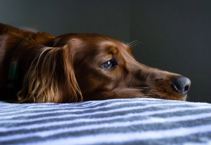 what to feed a dog with diarrhea what to feed a dog with diarrhea