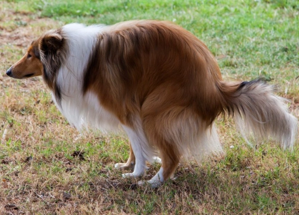 is dog diarrhea an emergency