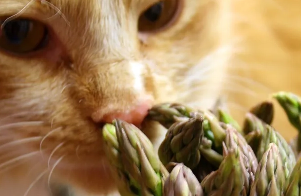 cats eat asparagus cats eat asparagus