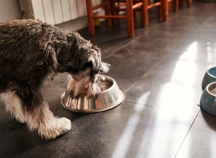 dog diarrhea remedies dog diarrhea remedies