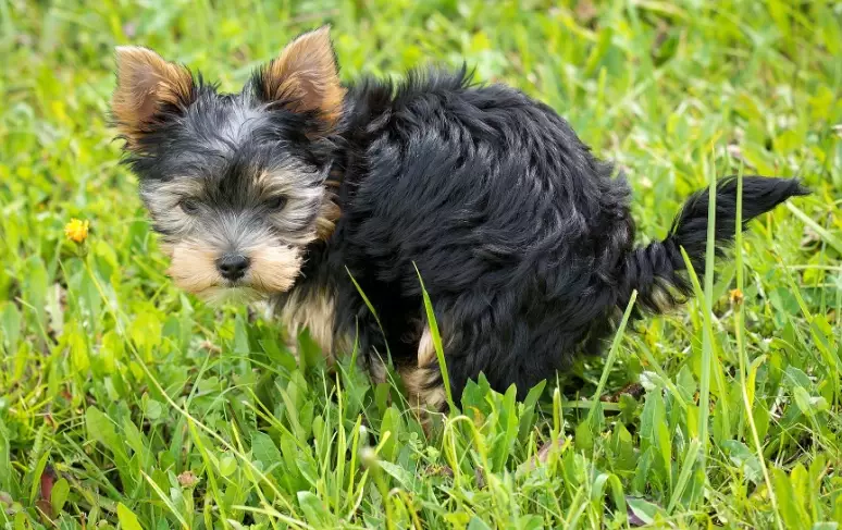 dog has diarrhea but playful