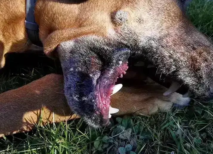 dog diarrhea treatment dog diarrhea treatment