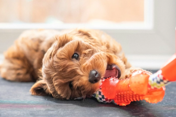 best puppy teething toys