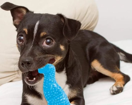 best puppy teething toys