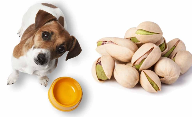 nuts toxic to dogs nuts toxic to dogs