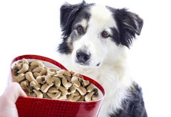 nuts safe for dogs