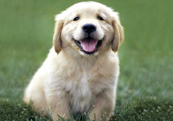 dog anal gland infection dog anal gland infection