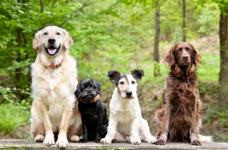 anal sac infection dog anal sac infection dog