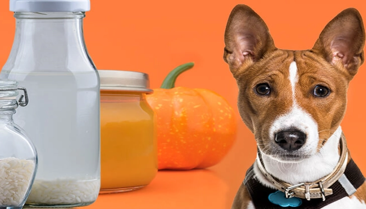 what to give a dog for diarrhea