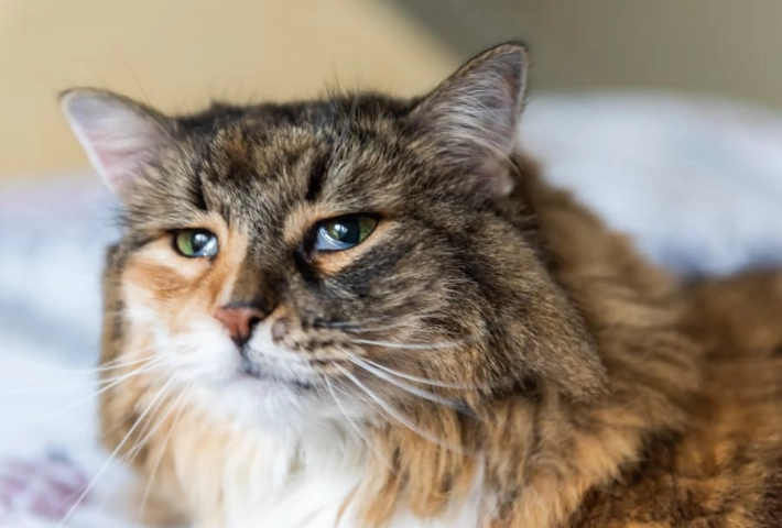 cat diarrhea home remedy