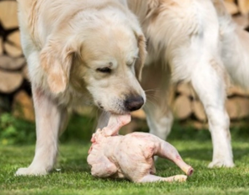 toxic seasonings for dogs toxic seasonings for dogs