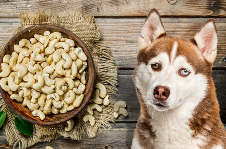 can dogs eat nuts can dogs eat nuts