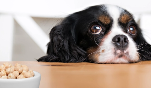 nuts toxic to dogs nuts toxic to dogs