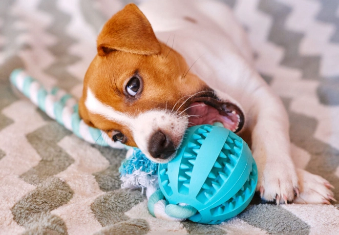 dog chew toys
