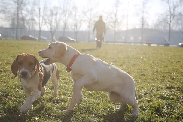 dog mounting behavior