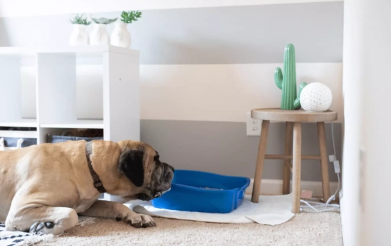 how to stop dog from eating cat poop