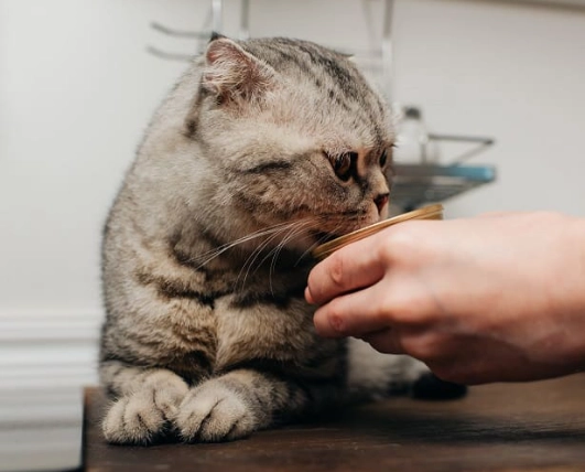 cat feeding schedule cat feeding schedule