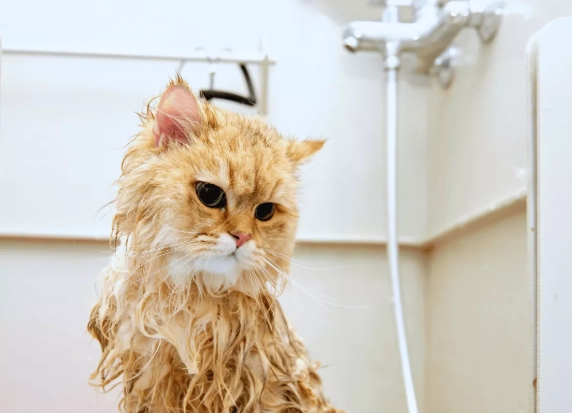 how to bathe a cat