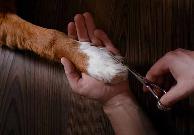 dew claw removal cost dew claw removal cost