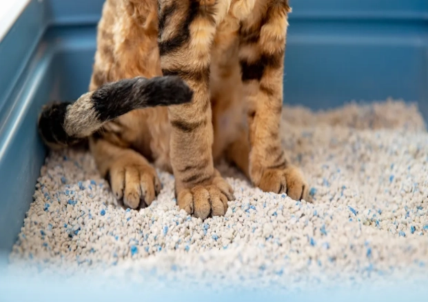 clumping cat litter
