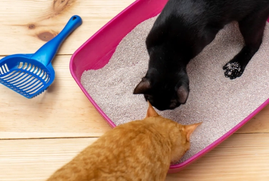 low dust cat litter