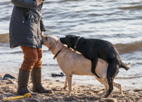 dog mounting behavior