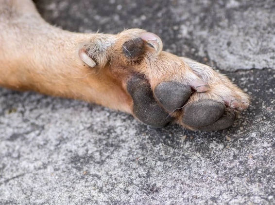 dew claw surgery recovery dew claw surgery recovery