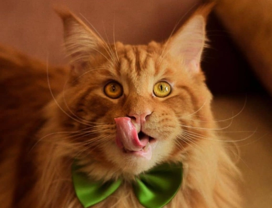 how much to feed a cat per day how much to feed a cat per day