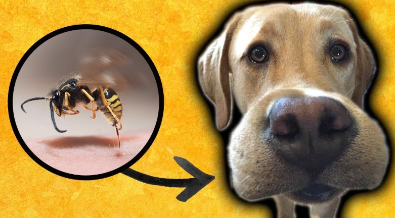 prevent insect stings dogs