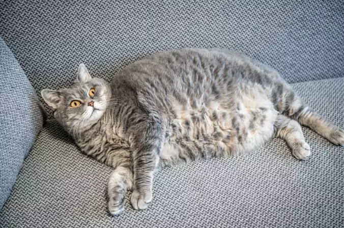 cat obesity chart