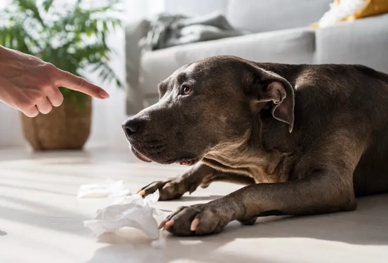 why do dogs eat poop