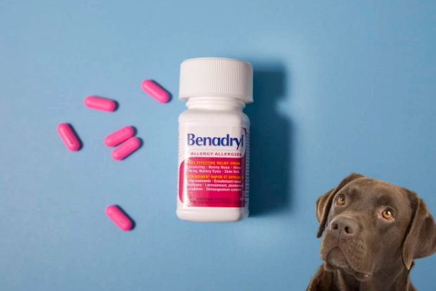 benadryl for dogs benadryl for dogs