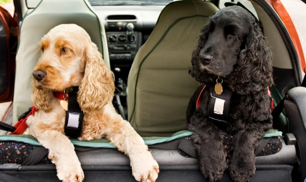 motion sickness in dogs motion sickness in dogs