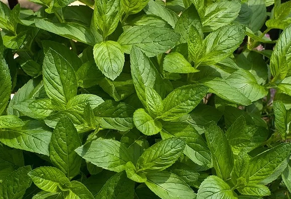 herbs for dogs herbs for dogs