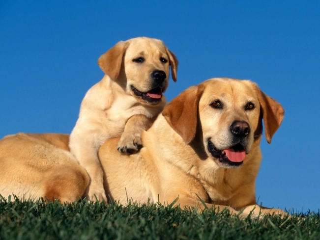 how to express dog anal glands