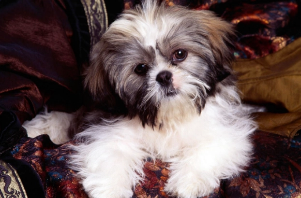 how to express dog anal glands