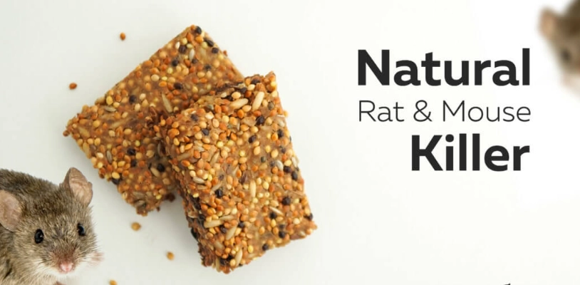 pet safe rodent control