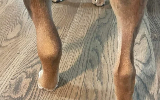 dog allergy medicine dog allergy medicine