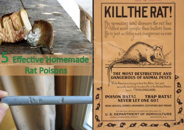 pet safe rodent control