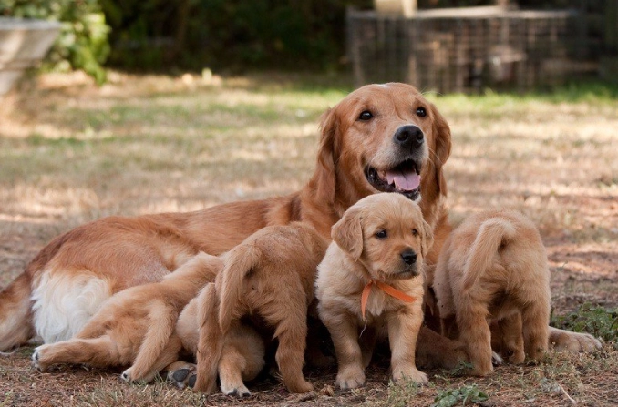 puppy leaving mom age puppy leaving mom age