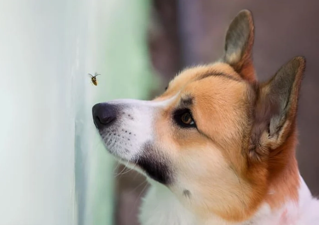 prevent insect stings dogs