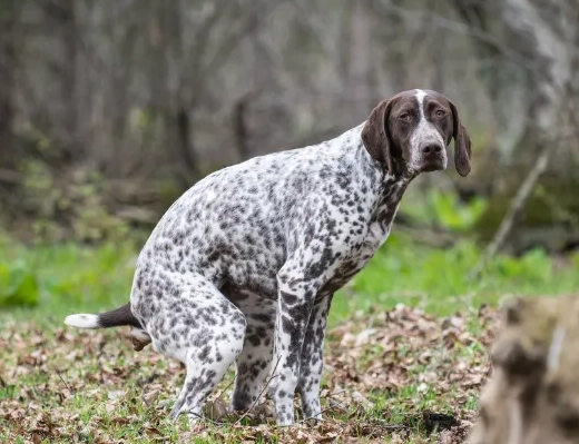 why do dogs eat poop