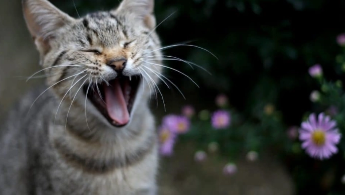 cat yowling