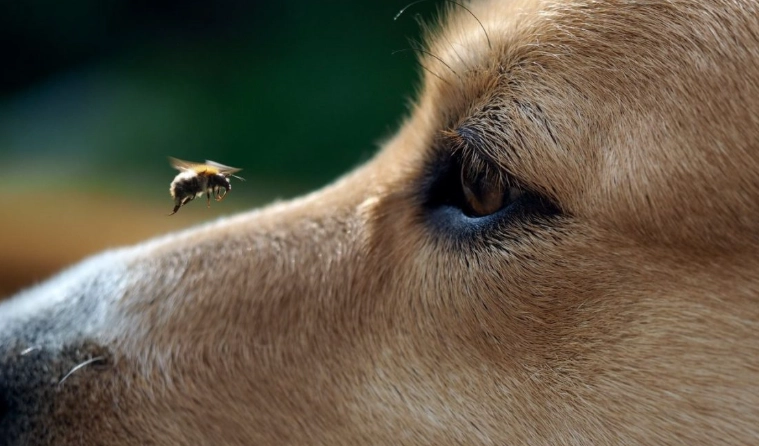 dog insect sting symptoms