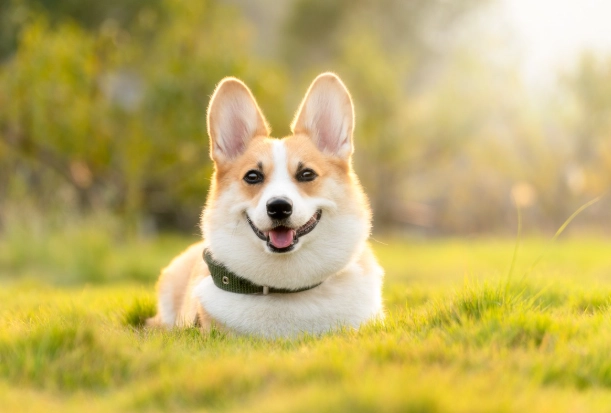 anal gland infection in dogs