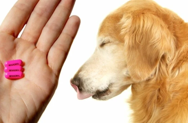 benadryl for dogs benadryl for dogs
