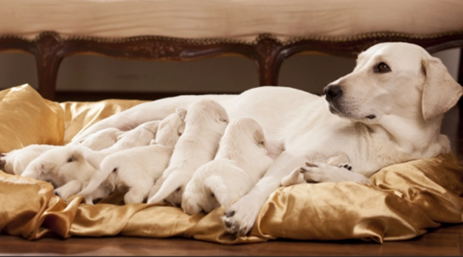 best age to get a puppy best age to get a puppy