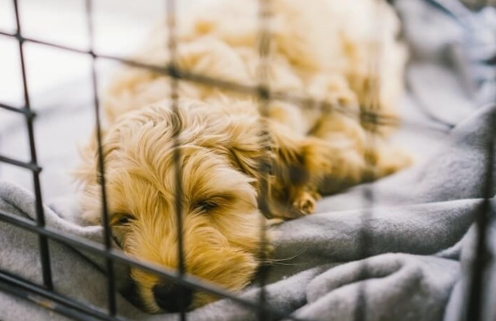 puppy crying in crate overnight