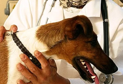 muscle loss in dogs treatment muscle loss in dogs treatment