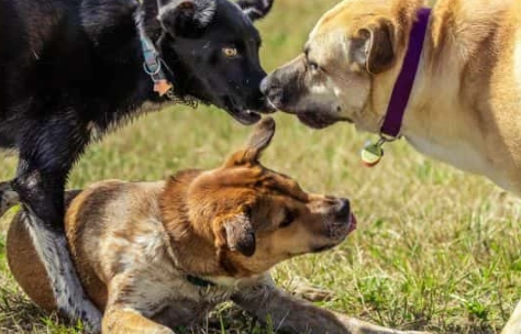 female dog humping female dog humping